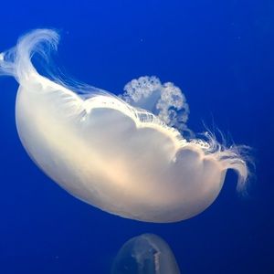 Meet your Posher, Fan